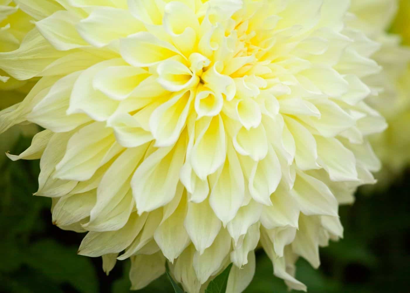 Yellow Dahlia