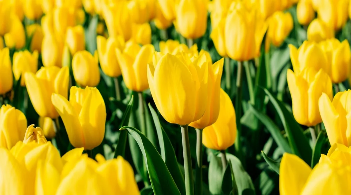 Yellow Tulips