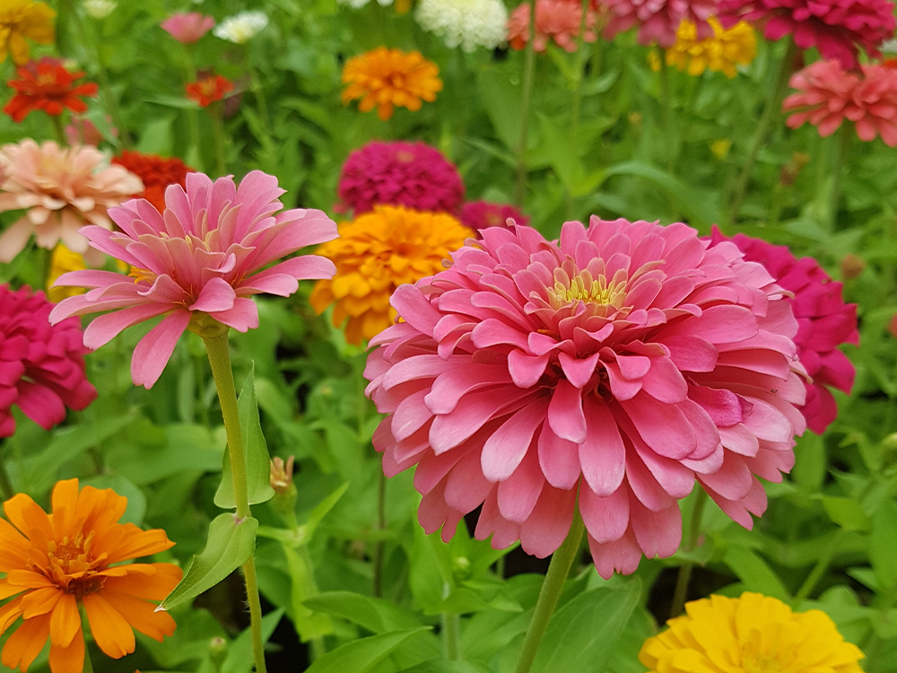 Zinnia