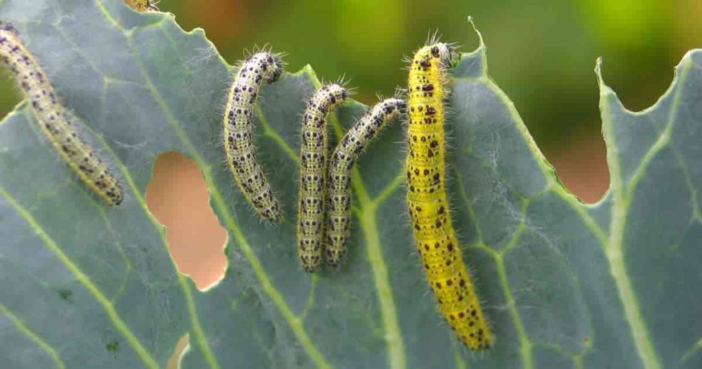 Caterpillars: The Leaf-Eating Larvae