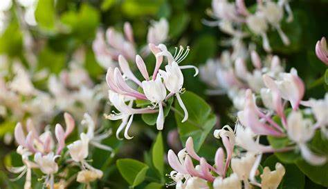 how to grow climbing honeysuckle