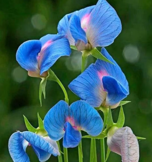 how to grow sweet pea flowers