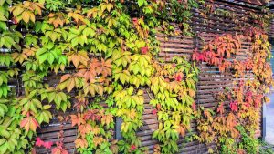 How to grow virginia creeper