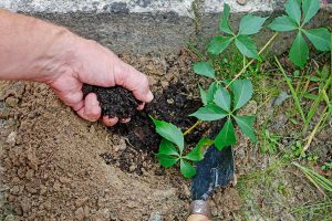 Prepare the soil before planting