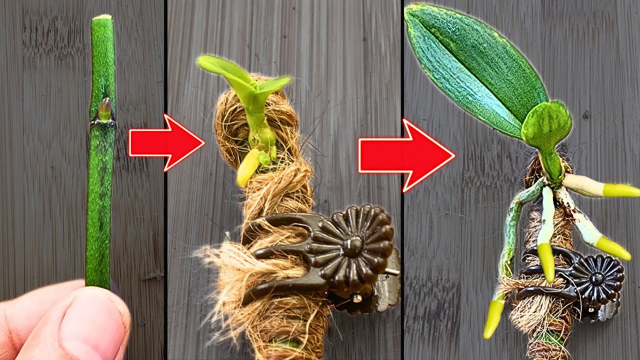 how to propagate an orchid plant