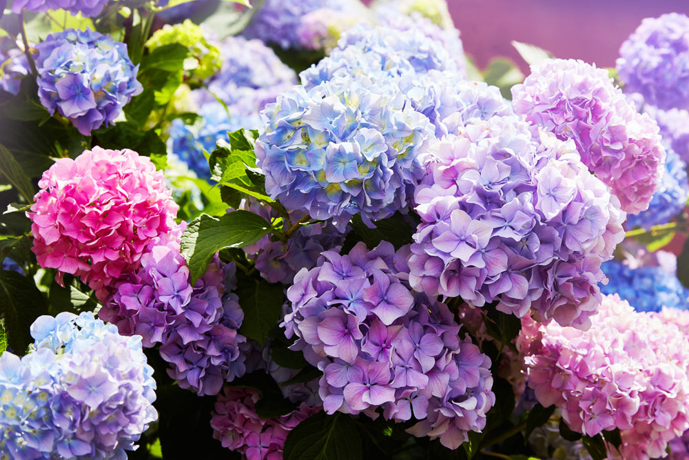 hydrangea flower meaning