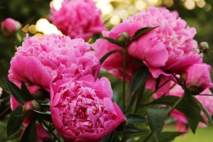 The meaning of peony colors