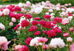 Peonies carry a message of prosperity