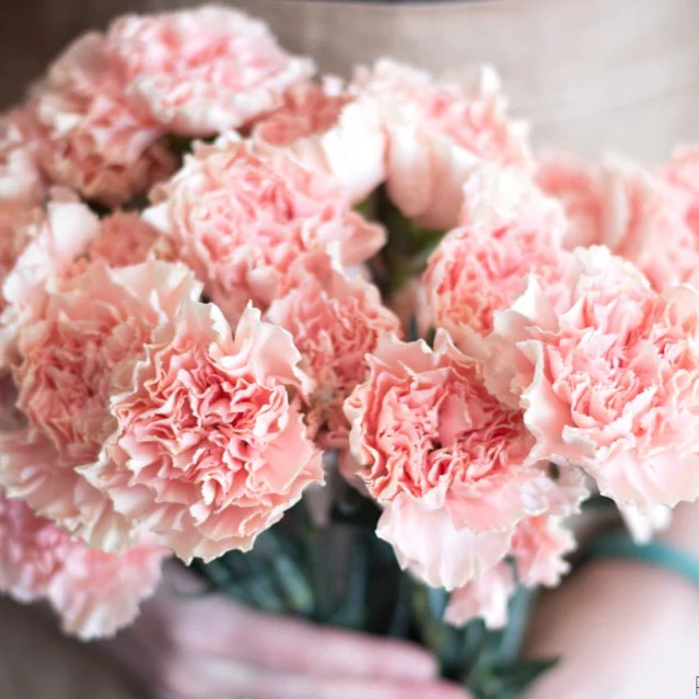 pink carnations