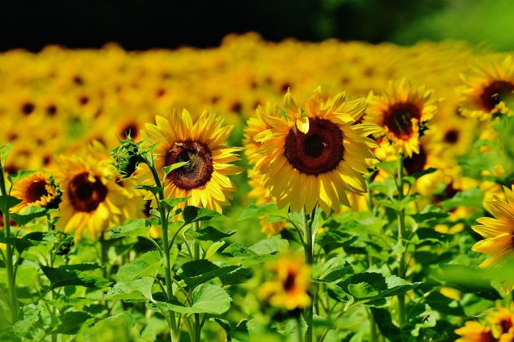 planting sunflowers