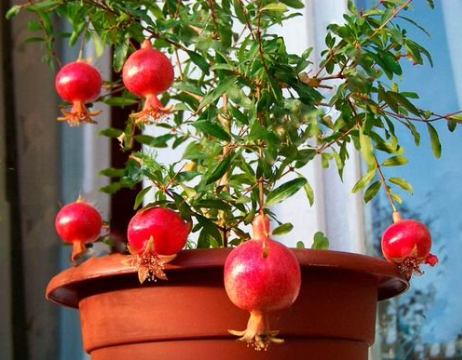 pomegranate tree how to plant