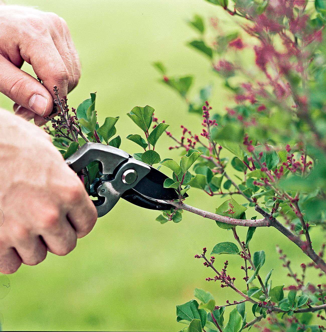 Pruning time