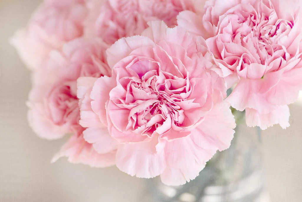 what does the carnation flower mean?